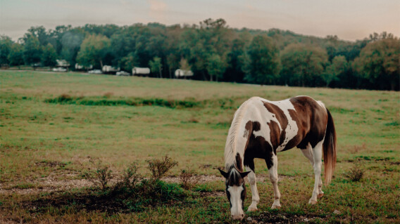 Blue springs ranch wagons behind horse